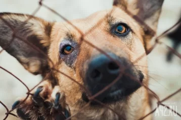 Фото: Кемеровчанка пожаловалась на агрессивных чипированных собак 1