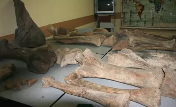 Фото: Кемеровские археологи восстановят скелет мамонта 3
