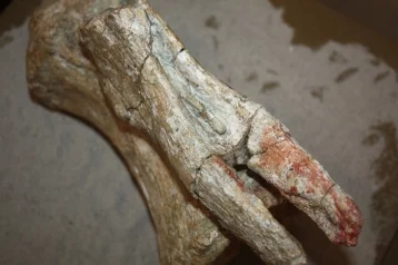 Фото: Хвостовой позвонок гигантского динозавра нашли в Кузбассе  1