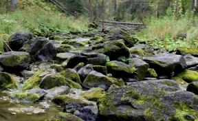 В кузбасском природном заказнике открыли экологическую тропу