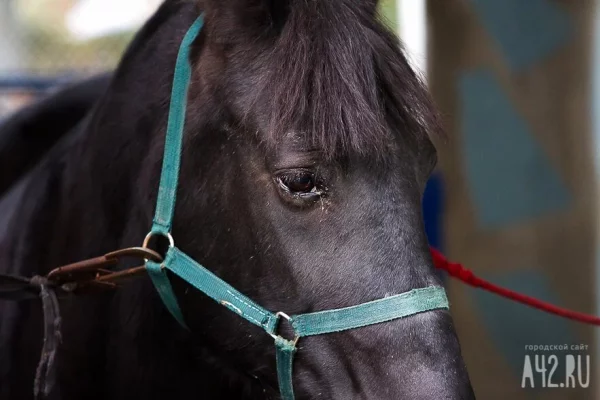 В Роспотребнадзоре высказались о «неизвестном» вирусе у лошадей в Швеции