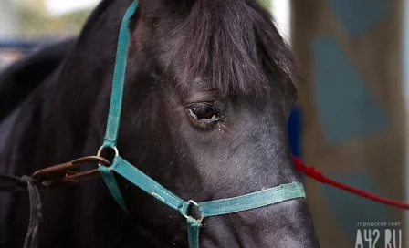 В Роспотребнадзоре высказались о «неизвестном» вирусе у лошадей в Швеции