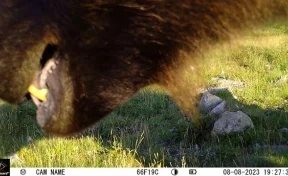 Любопытный медведь попал в кадр и разбил фотоловушку в кузбасском заповеднике