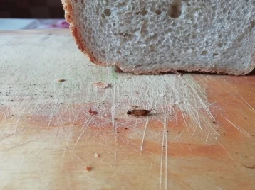 Фото: Житель Кузбасса нашёл таракана в булке хлеба 1