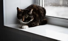 В Кузбассе в квартире, где живут 25 кошек, обнаружили превышение ПДК аммиака