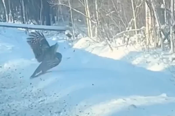 В Иркутской области полицейские спасли раненую сову на трассе