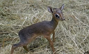 В Новосибирском зоопарке родились детёныши антилопы дикдик