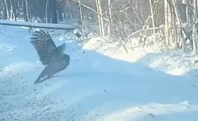 В Иркутской области полицейские спасли раненую сову на трассе