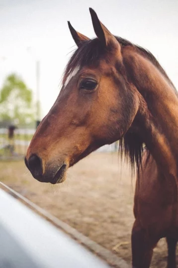 Фото: Как воспитать лошадь и всадника: разговор с тренером по конному спорту 8