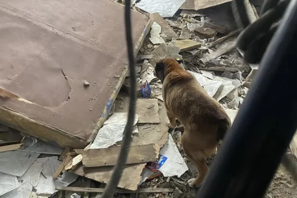 В Кемерове подростки помогли спасти собаку из подполья заброшенного дома 