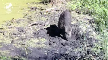 Фото: В заповеднике сняли кабана, принимающего грязевые ванны 1