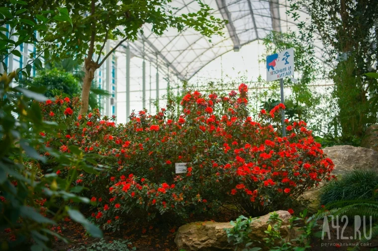 Фото: Большая наука, дендрарий и экокафе: как изменится кемеровский ботанический сад  3