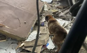 В Кемерове подростки помогли спасти собаку из подполья заброшенного дома 