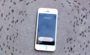 В Сети обсуждают видео с танцующими вокруг iPhone муравьями 