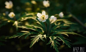 Московский планетарий: 20 марта 2026 года — день весеннего равноденствия