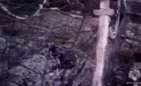 100 телят погибли на пожаре в Томской области