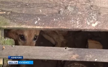 Фото: В Кемерове семья месяц держала пса замурованным в будке 1