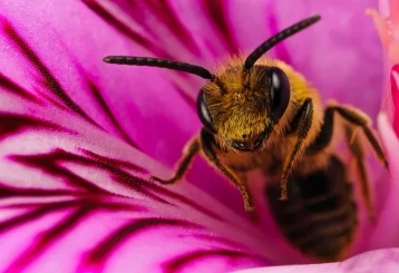 Фото: Украинский фермер кормил пчёл коноплёй ради «вкусного мёда» 1