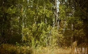 В Хабаровском крае спустя двое суток спасатели нашли трёх заблудившихся в лесу женщин