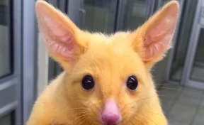 В Австралии нашли похожее на покемона Пикачу животное 
