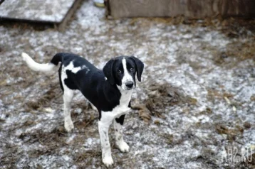 Фото: «Идёт активный отстрел собак»: новокузнечане пожаловались на убийство бездомных животных 1