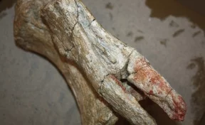 Хвостовой позвонок гигантского динозавра нашли в Кузбассе 