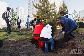 Фото: Власти рассказали, как проводят озеленение в Кузбассе 1