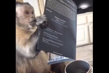 Фото: Пользователей Сети развеселило видео с открывающей подарок обезьяной   1