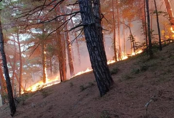Фото: Площадь лесного пожара под Геленджиком увеличилась до 14 га 1