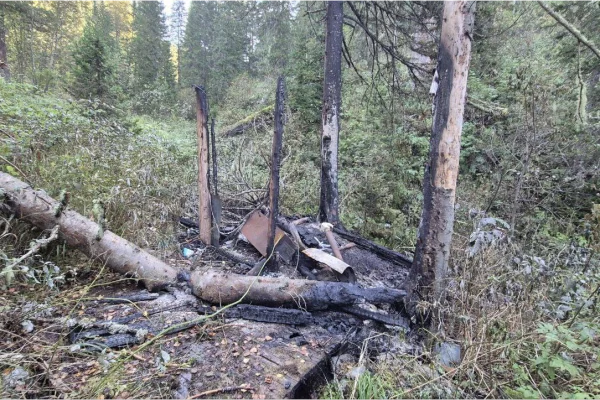В Междуреченске возбудили дело по факту незаконной рубки леса в государственном природном заказнике «Бельсинский»