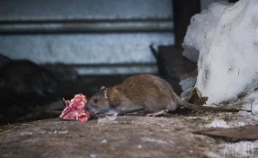 Кемеровчане сняли на видео крысу, которая бегала в подъезде дома на Октябрьском проспекте