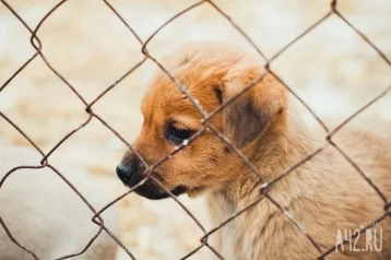 Фото: В Госдуме предложили россиянам получать лицензии на потенциально опасные породы собак 1
