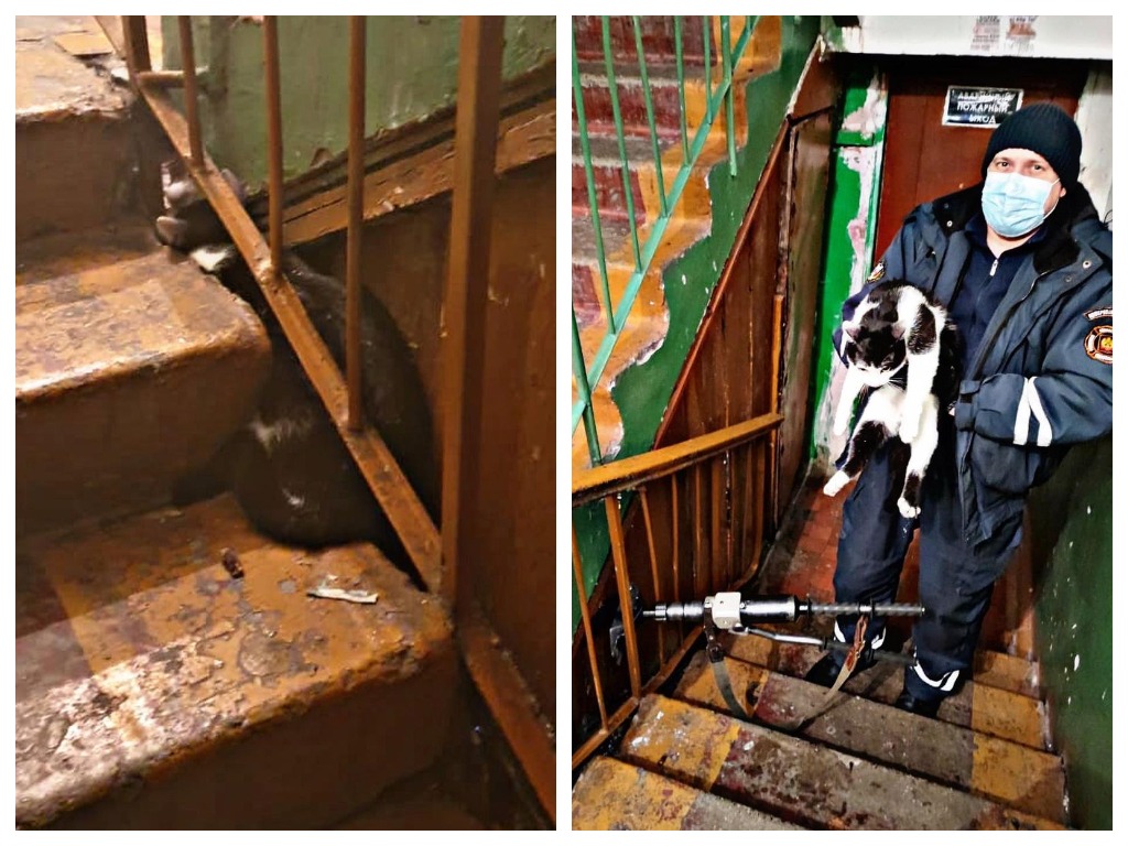 В Кузбассе кот вышел погулять в подъезд и застрял под лестницей 