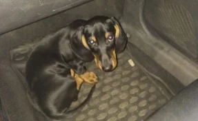 В Кемерове найден потерявшийся щенок таксы