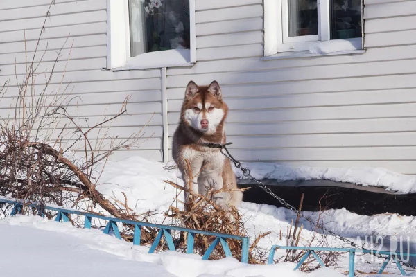 В Кемерове арестовали хозяйку хаски, который загрыз бездомную собаку