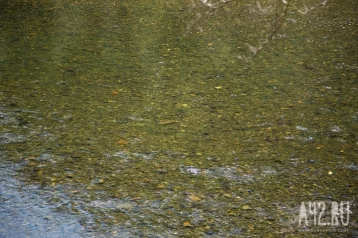 Фото: В Кузбассе размыв дамбы привёл к загрязнению реки золотодобытчиками  1