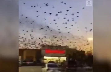 Фото: «Это сумасшествие»: в Техасе тысячи птиц атаковали парковку у торгового центра 1