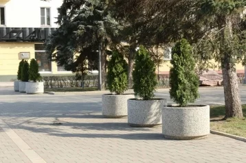 Фото: В центре Кемерова появились вазоны с туями 1