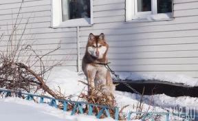 В Кемерове арестовали хозяйку хаски, который загрыз бездомную собаку