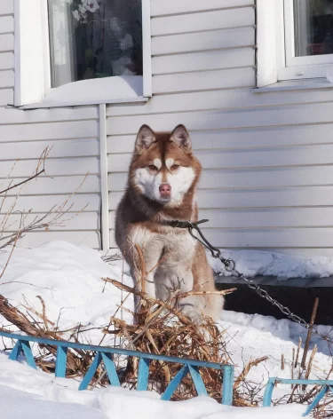В Кемерове арестовали хозяйку хаски, который загрыз бездомную собаку