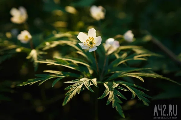 Фомаида Медуница: приметы на 26 апреля