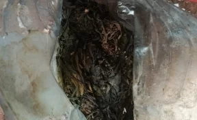 У 38-летнего жителя Юрги нашли дома марихуану