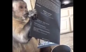 Пользователей Сети развеселило видео с открывающей подарок обезьяной  