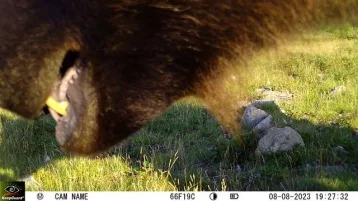 Фото: Любопытный медведь попал в кадр и разбил фотоловушку в кузбасском заповеднике 1