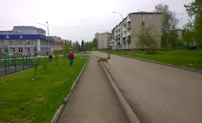 В центре кузбасского города заметили дикого оленёнка