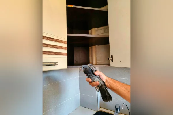 В Кемерове в квартиру залетел голубь: доставать его из-за шкафа пришлось спасателям