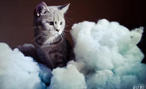 В Новосибирске женщине вернули кота, который два месяца назад убежал из переноски