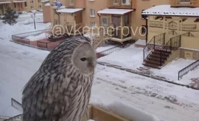Кемеровчан удивила сова на балконе многоэтажки