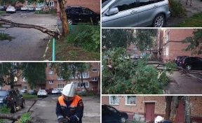 В Кузбассе ураганный ветер повалил дерево на автомобиль