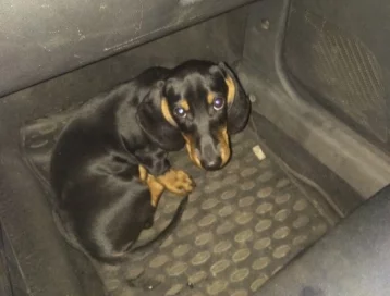 Фото: В Кемерове найден потерявшийся щенок таксы 1